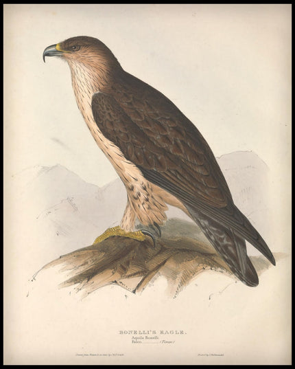 Aquila Bonelli Poster