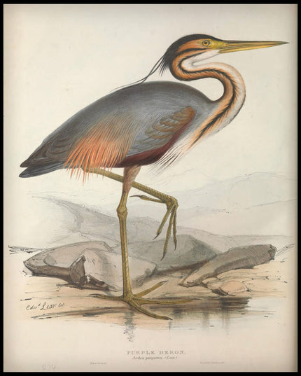 Ardea Purpurea Poster