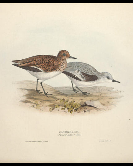 Arenaria Calidris Poster