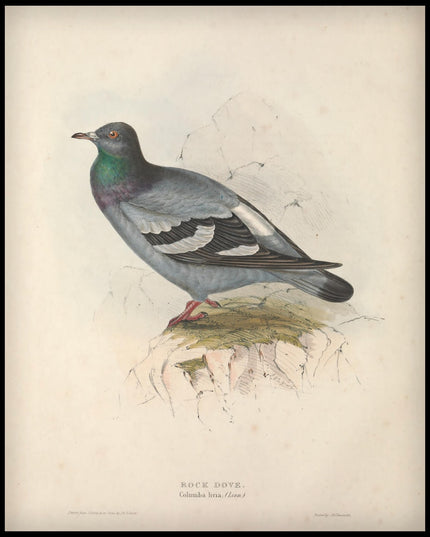 Columba Livia Poster