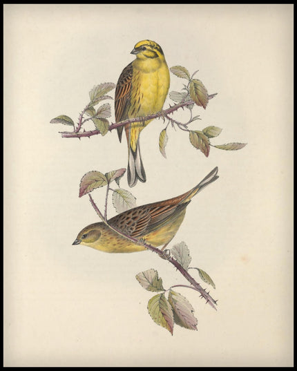 Emberiza Citrinella Poster