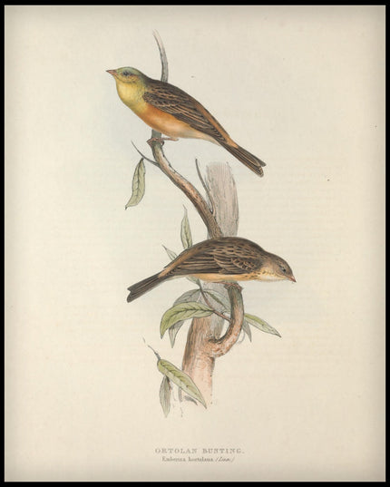 Emberiza Hortulana Poster