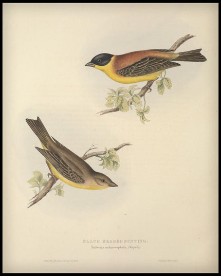 Emberiza Melanocephala Poster