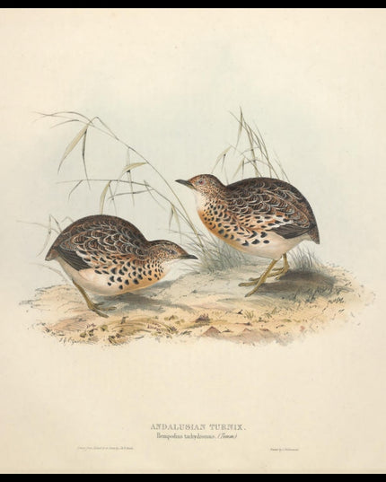 Hemipodius Tachydromus Poster