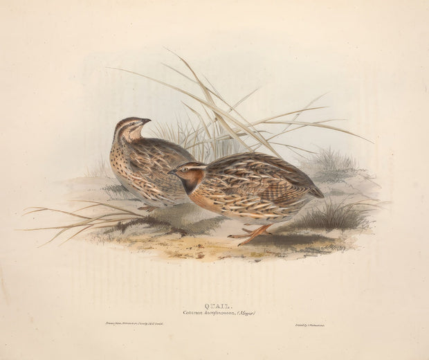 John Gould