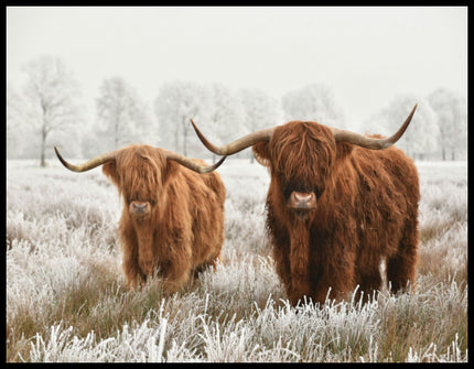 Ein Leinwandbild von zwei Hochlandrindern im Winter.