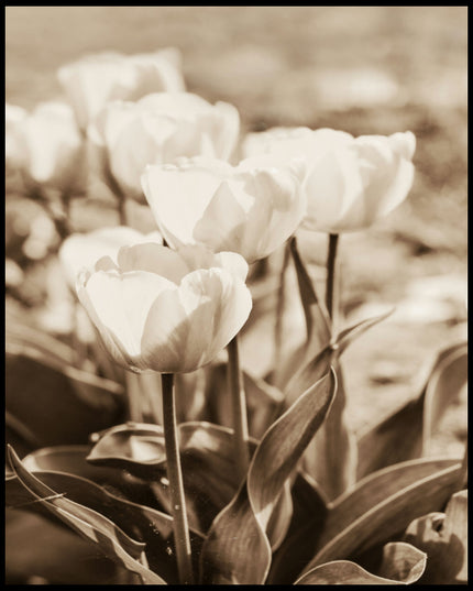 Leinwandbild von mehreren Tulpen mit Sepiafilter.