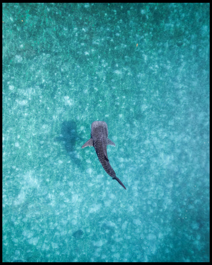 Leinwandbild von einem Walhai in hellblauem, durchsichtigem Meerwasser.