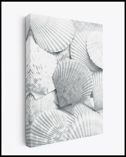 White Seashells Canvas