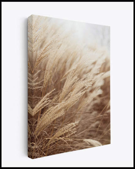 Pampas Grass Canvas