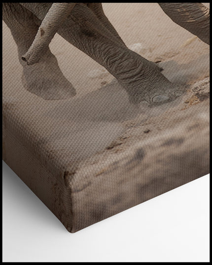 Baby Elephant Canvas