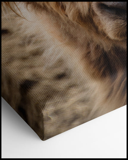 Brown Highland Cattle Canvas