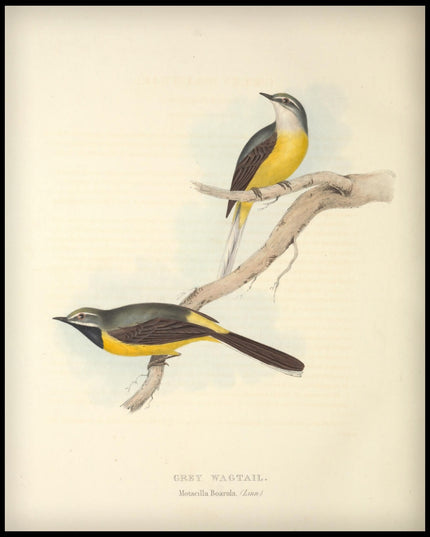 Motacilla Boarula Poster