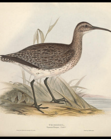 Numenius Phaeopus Poster