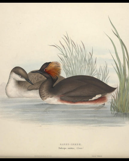 Podiceps Auritus Poster