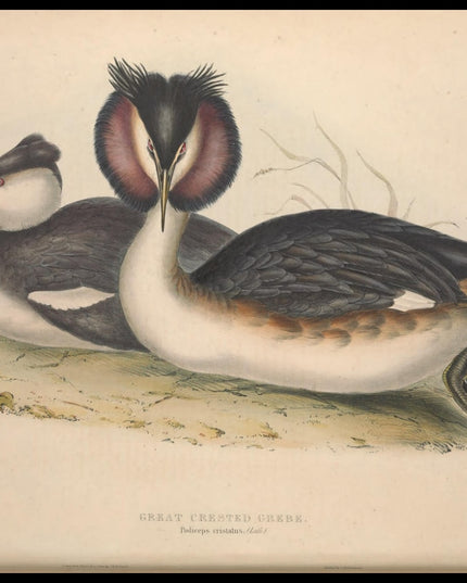 Podiceps Cristatus Poster