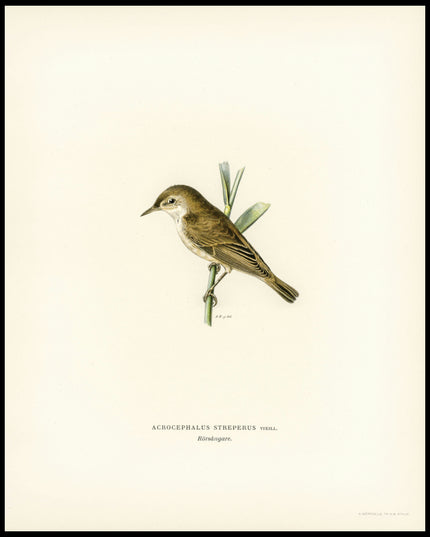 Acrocephalus Streperus Poster