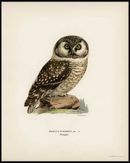 Aegolius Funereus Poster