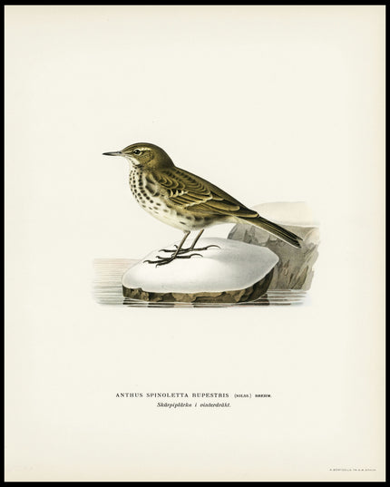 Anthus Rupestris Poster