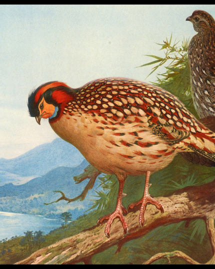 Cabottragopan Poster