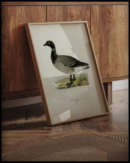 Branta Bernicla Poster