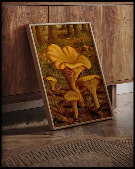 Cantharellus Cibarius