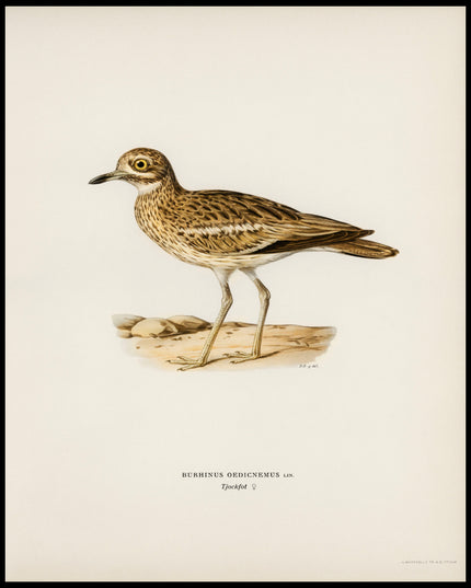 Burhinus Oedicnemus Poster