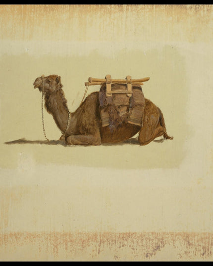 Crouching Dromedary