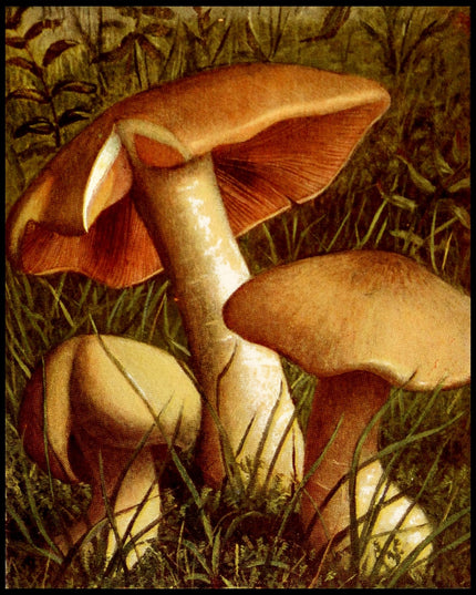 Entoloma Lividum