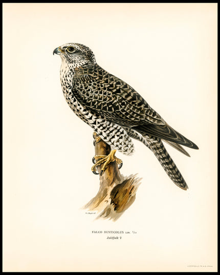 Falco Rusticolus Poster