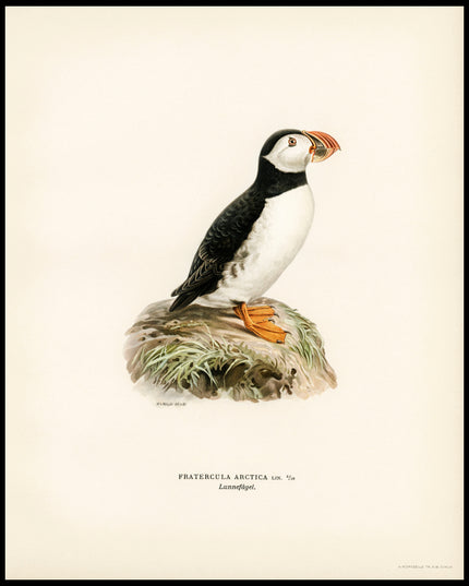 Fratercula Arctica Poster