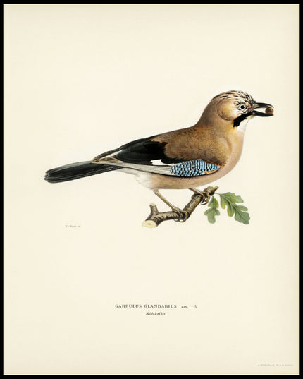 Garrulus Glandarius Poster