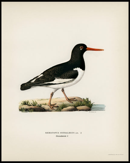 Haematopus Ostralegus Poster