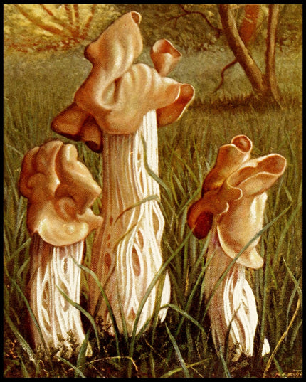 Helvella Crispa