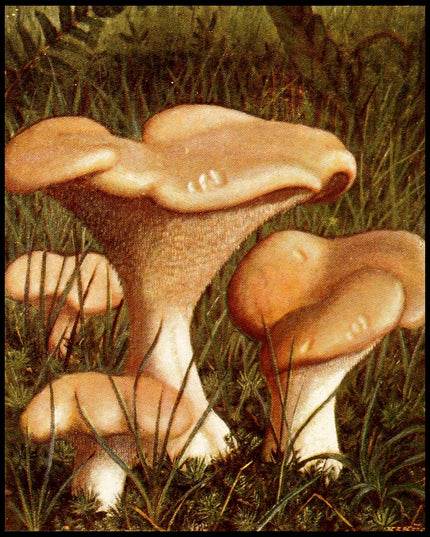 Hydnum Repandum