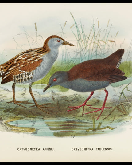 Ortygometra Affinis & Ortygometra Tabuensis