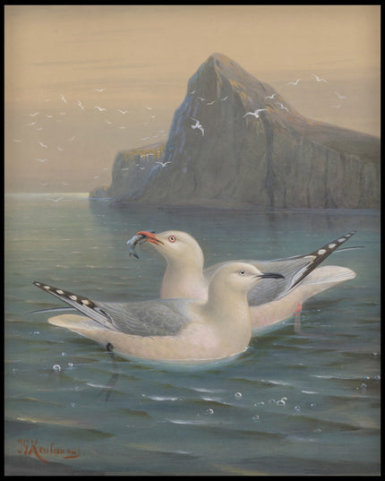 Red Billed Gull & Black Billed Gull