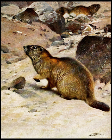 Alpine Marmot