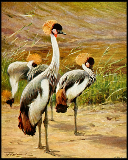 Crowned Crane