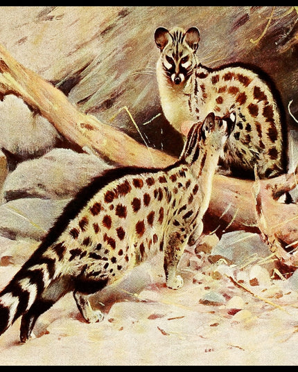 Dongola Genet