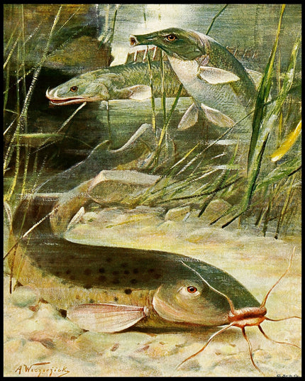 Electric Catfish