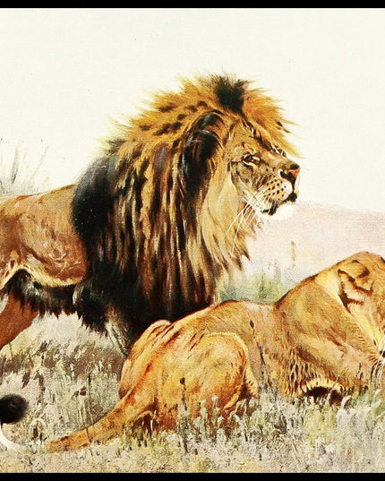 Lion And Lioness