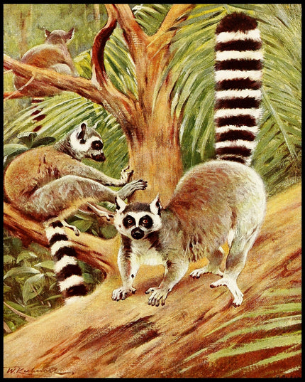 Ring Tailed Lemur