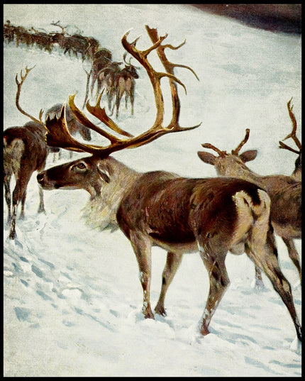 Scandinavian Reindeer