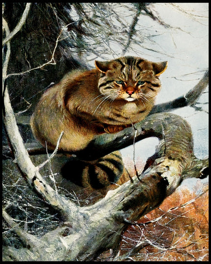 Wild Cat