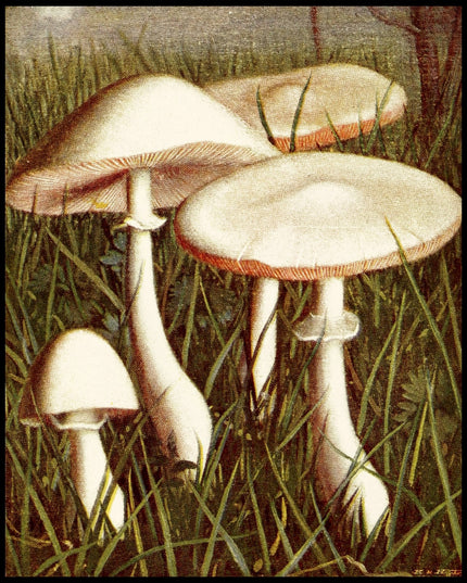 Lepiota Pudica