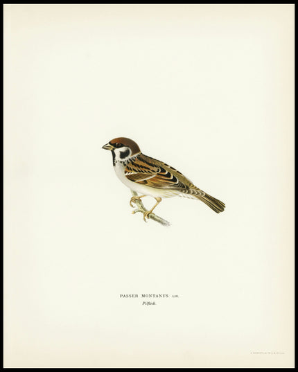 Passer Montanus Poster