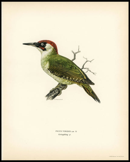 Picus Viridis Poster