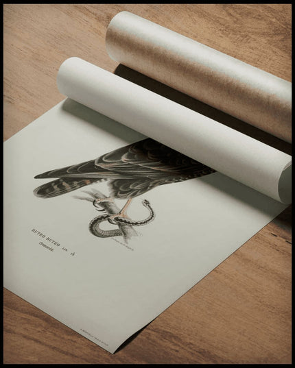 Buteo Buteo Poster