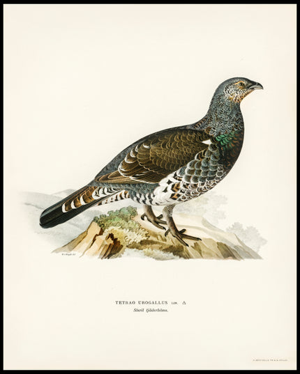 Tetrao Urogallus Poster